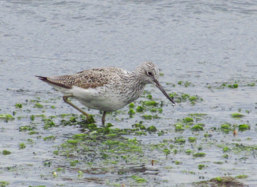 Common Greenshank