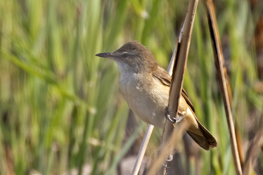 Great Reed Warbler