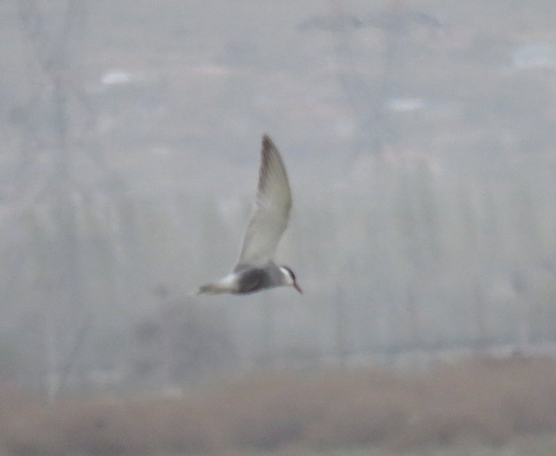 Whiskered Tern