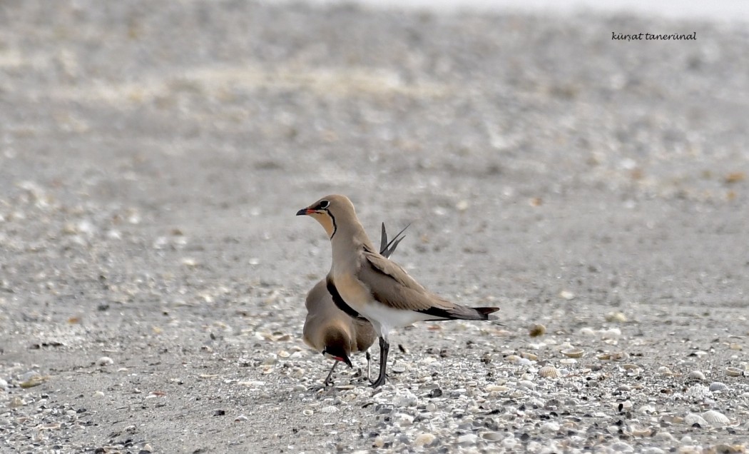 Collared Pratincole