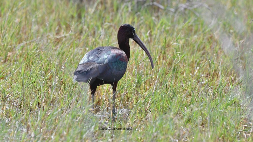 Glossy Ibis