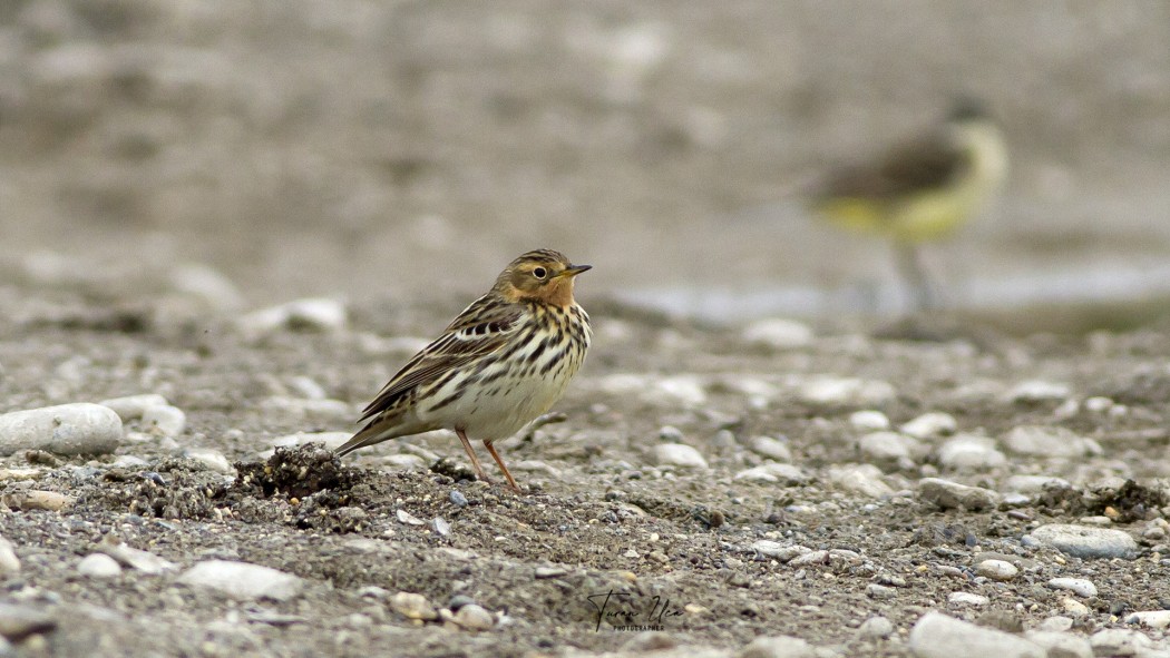 Red-throated Pipit