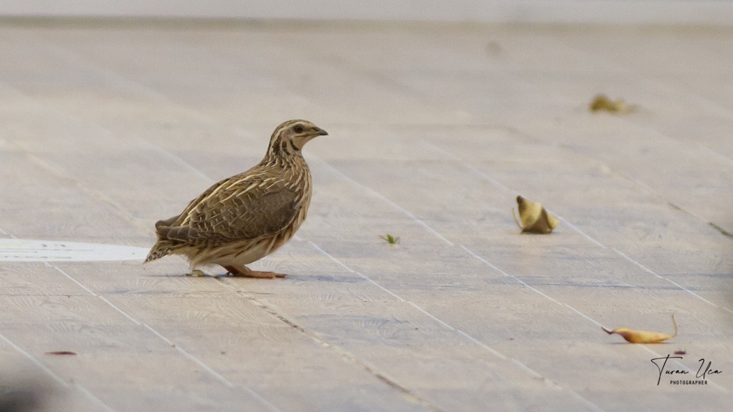 Common Quail