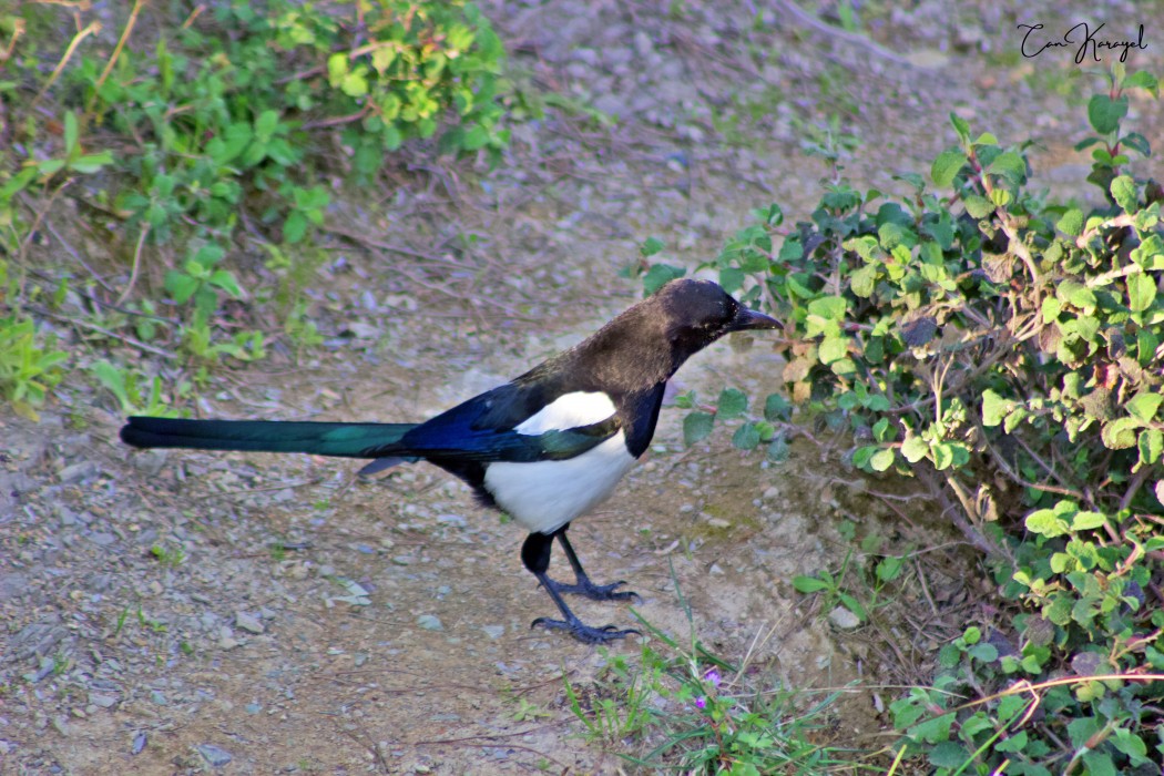 Eurasian Magpie