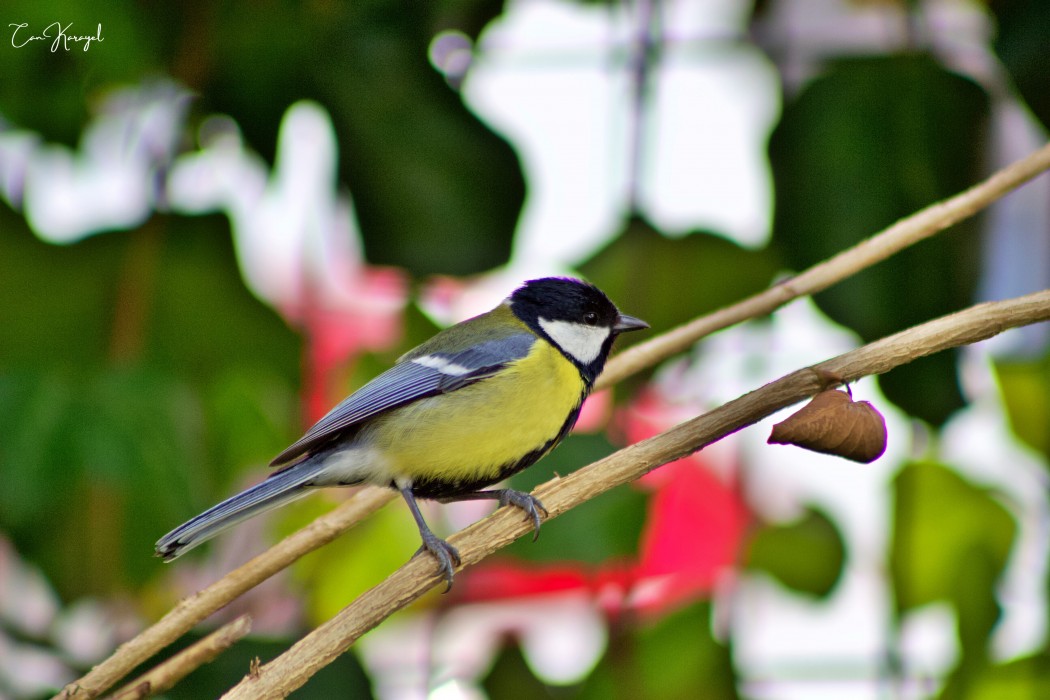 Great Tit