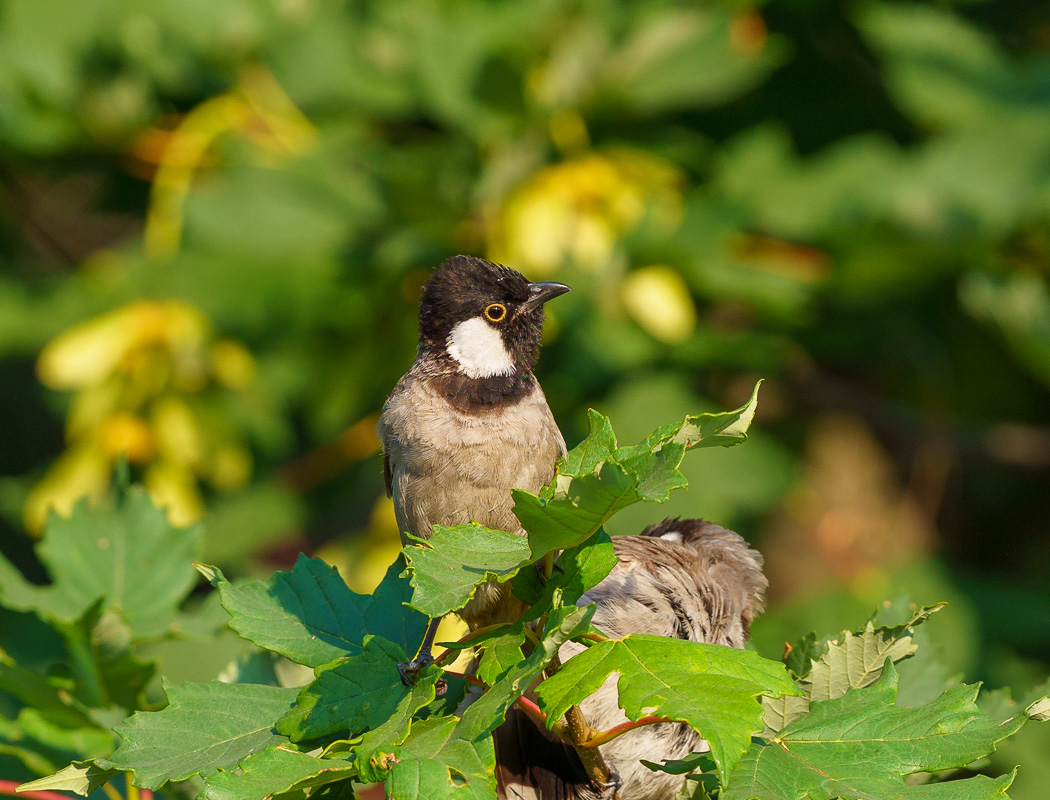 White-eared Bulbul