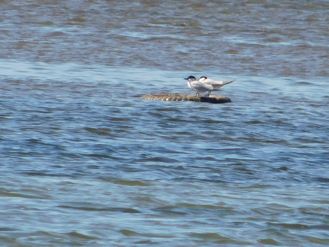 Gull-billed Tern