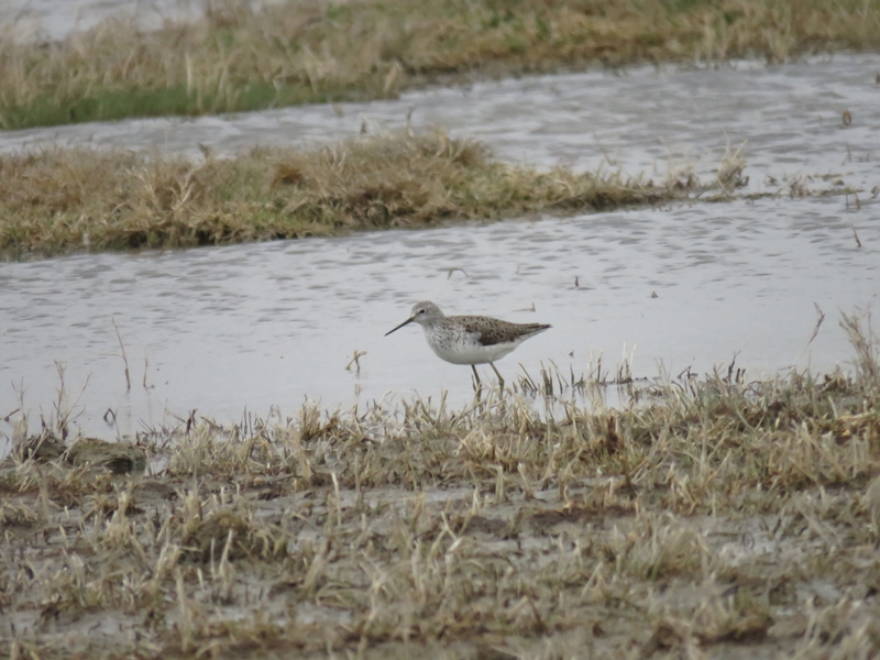 Marsh Sandpiper