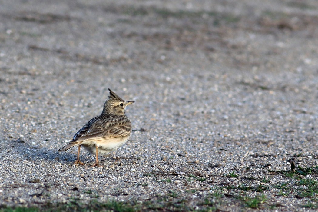 Crested Lark