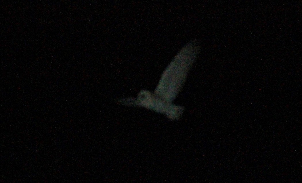 Western Barn Owl