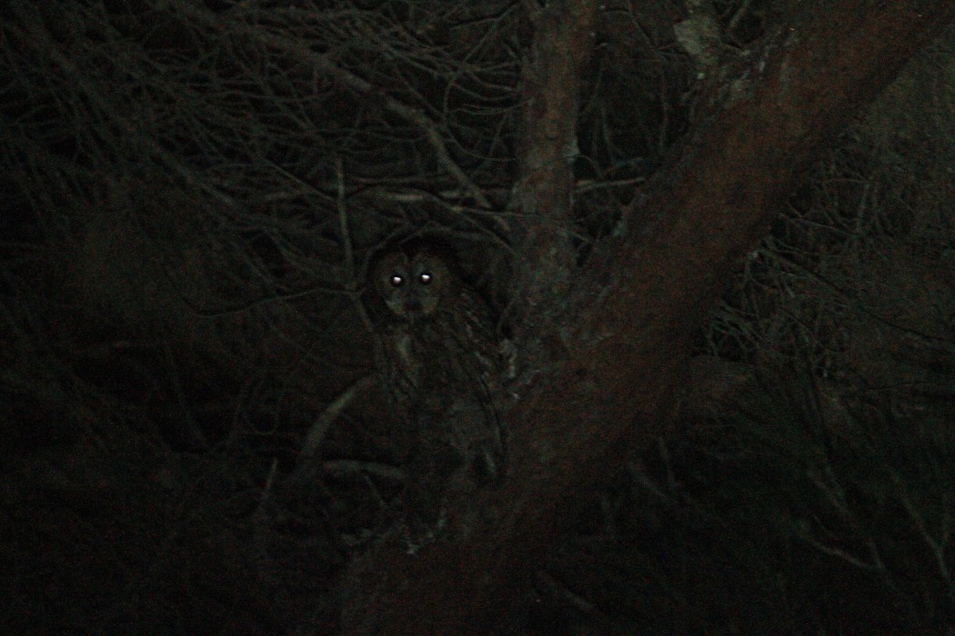 Tawny Owl