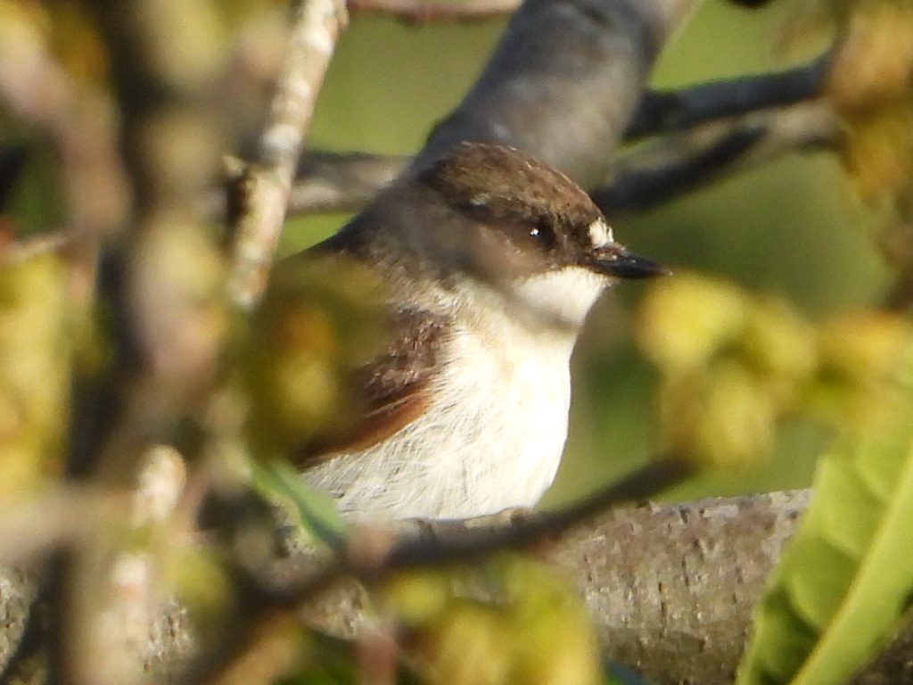 European Pied Flycatcher