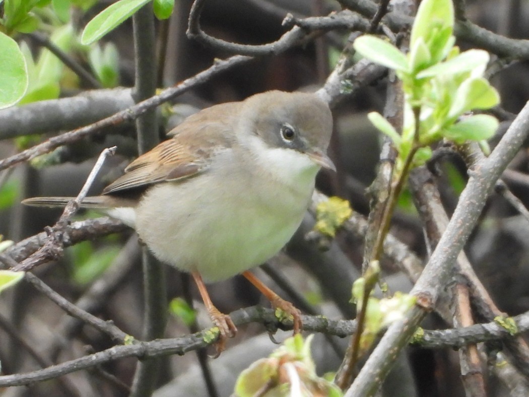 Common Whitethroat