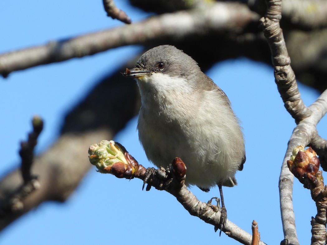 Lesser Whitethroat