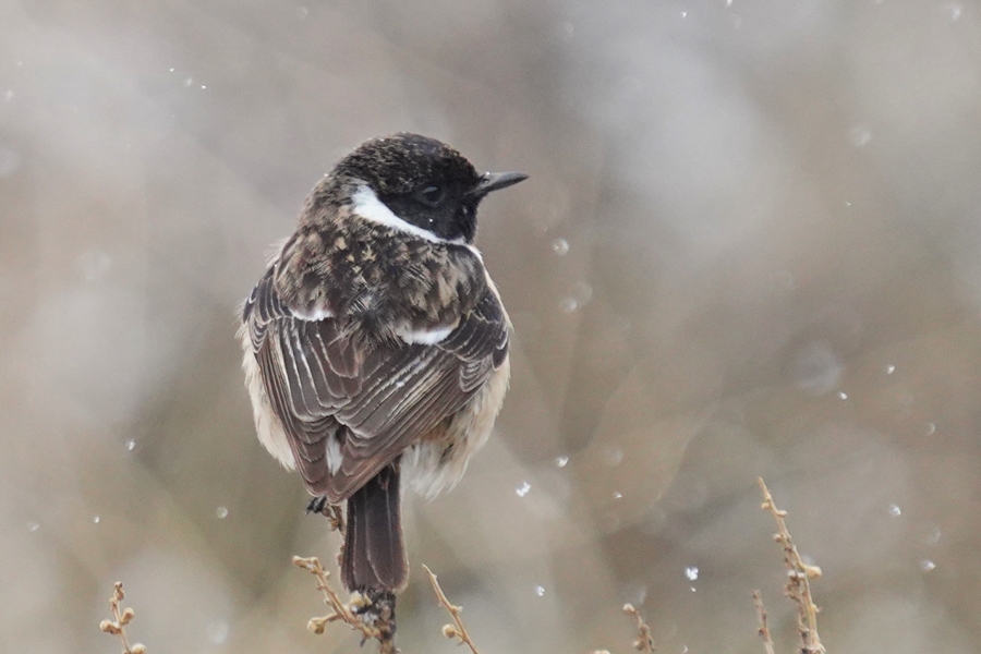 European Stonechat