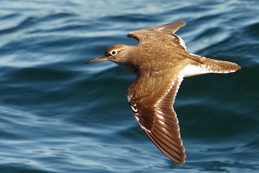 Common Sandpiper
