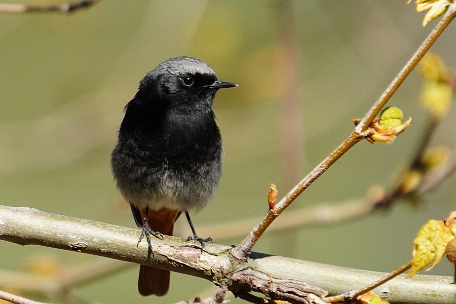 Black Redstart