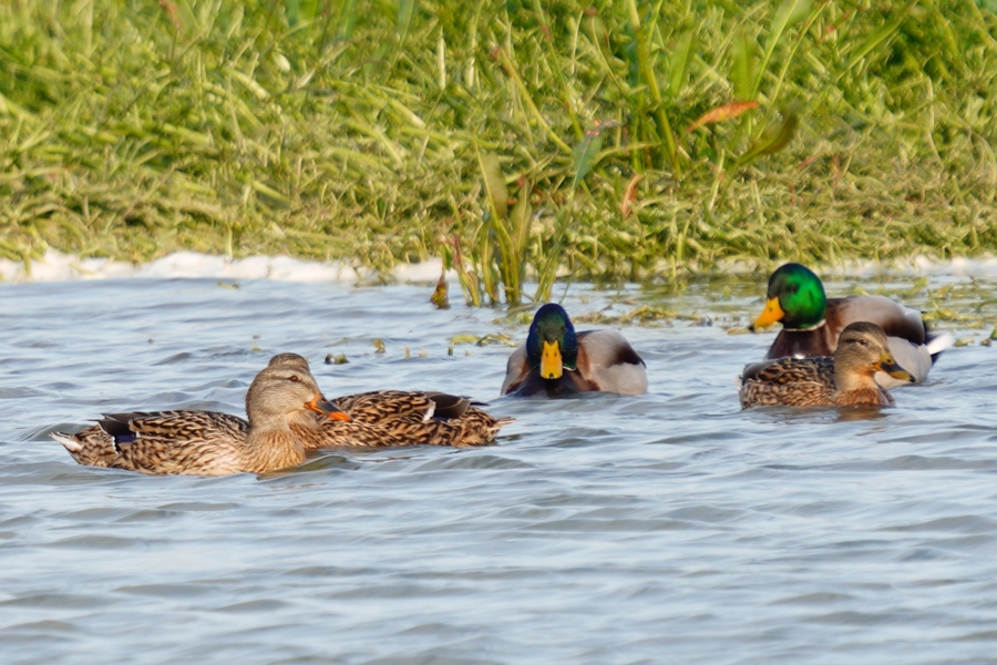 Mallard