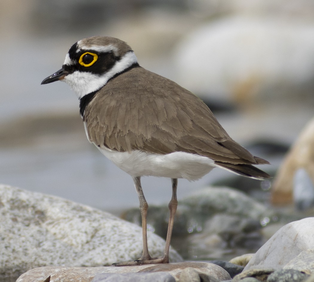 Little Ringed Plover