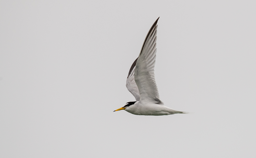Little Tern