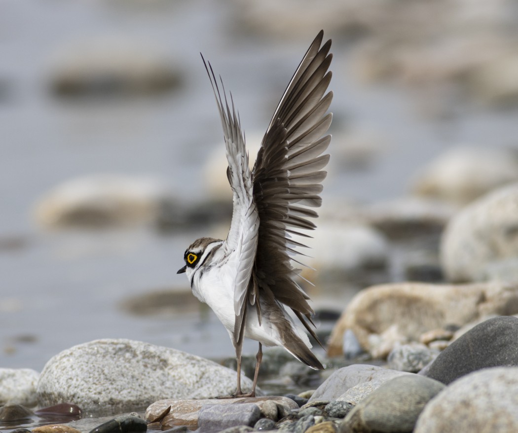 Little Ringed Plover