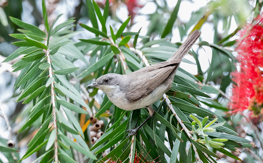 Eastern Orphean Warbler