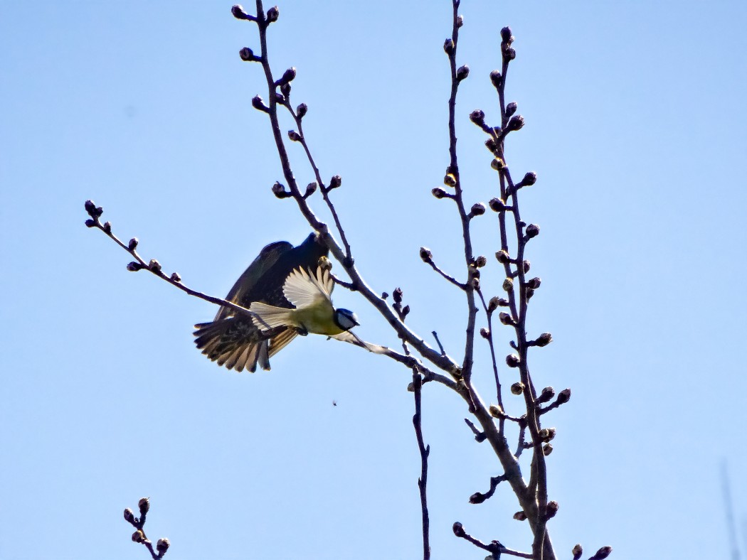 Eurasian Blue Tit