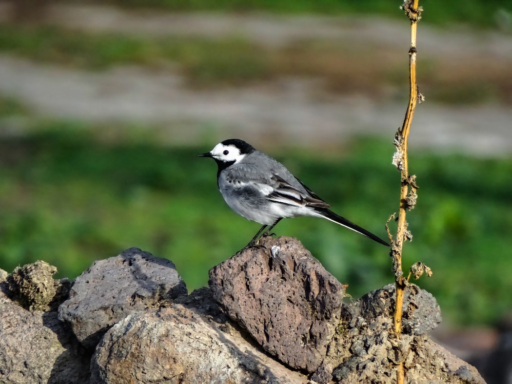 White Wagtail