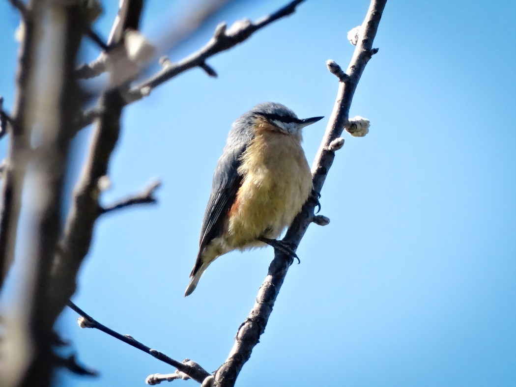 Eurasian Nuthatch