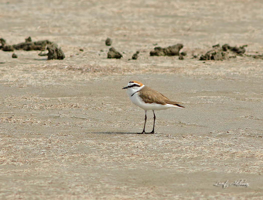 Kentish Plover