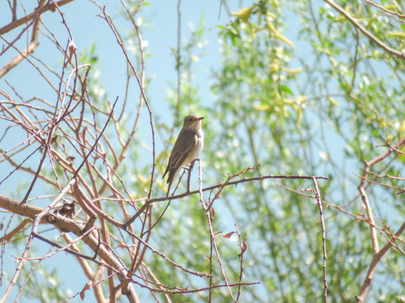 Spotted Flycatcher