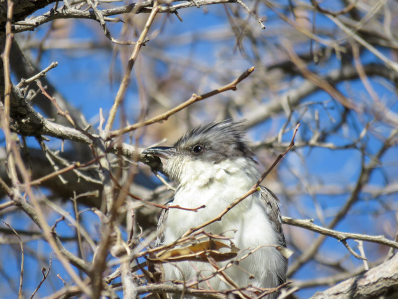 Great Spotted Cuckoo