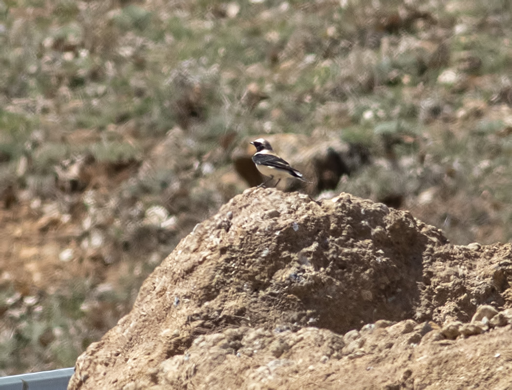 Black-eared Wheatear