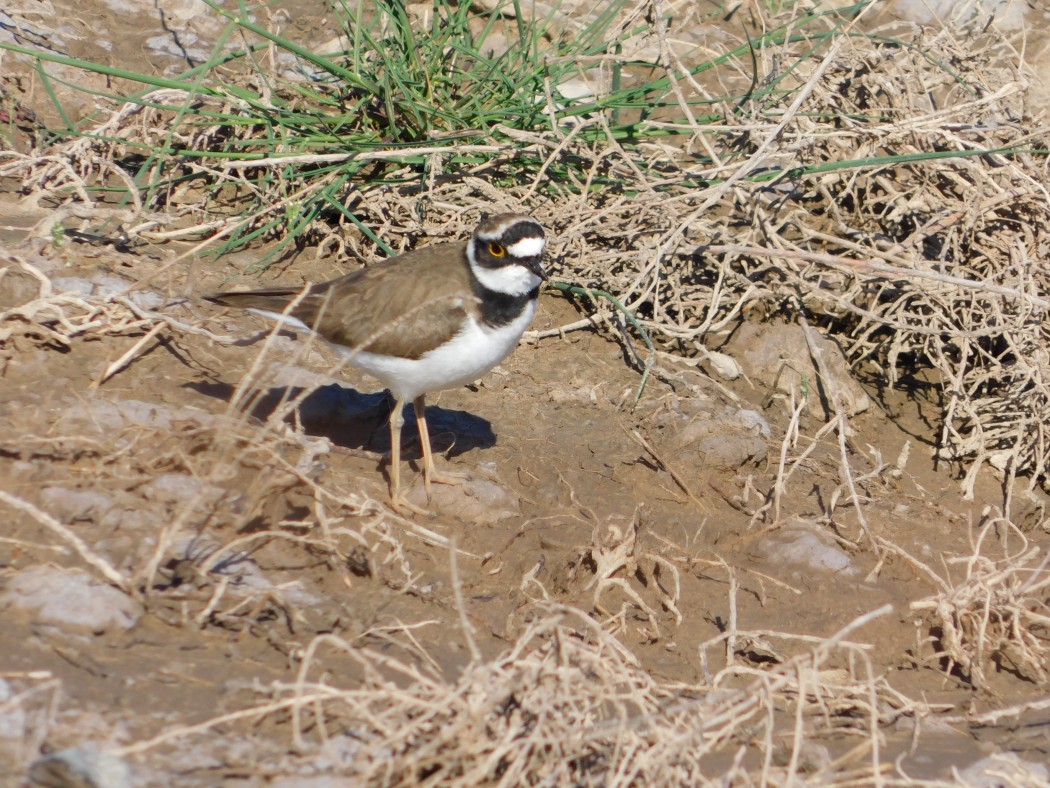 Little Ringed Plover