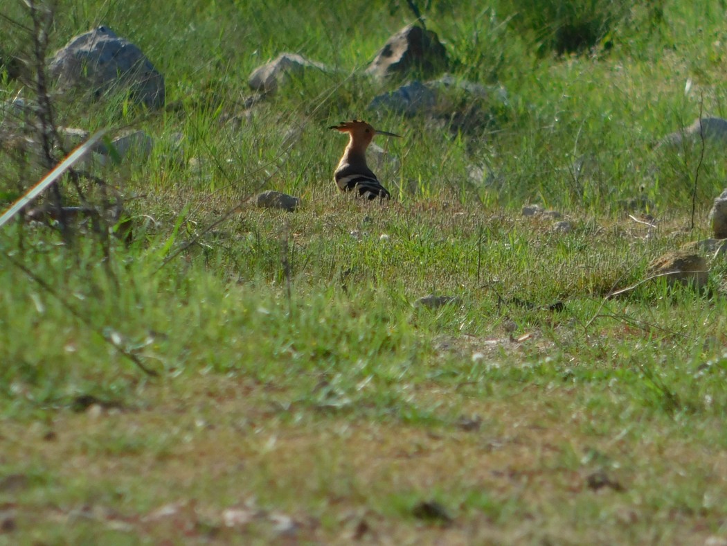 Common Hoopoe