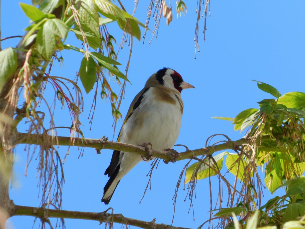 European Goldfinch