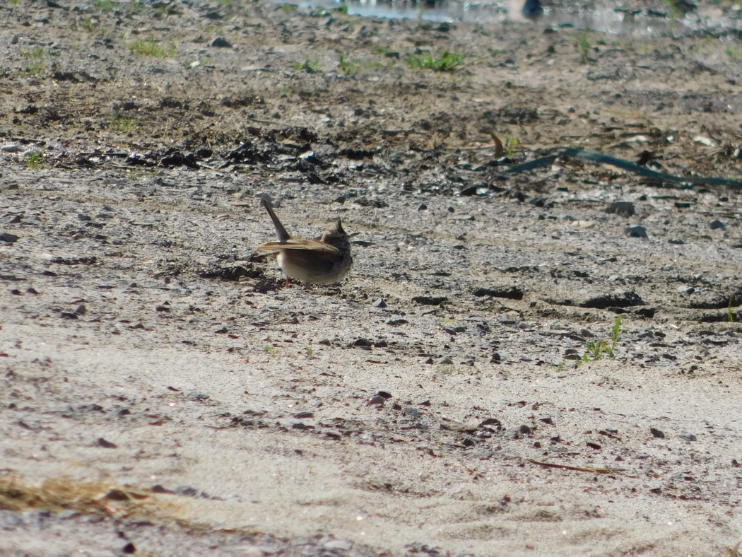 Crested Lark