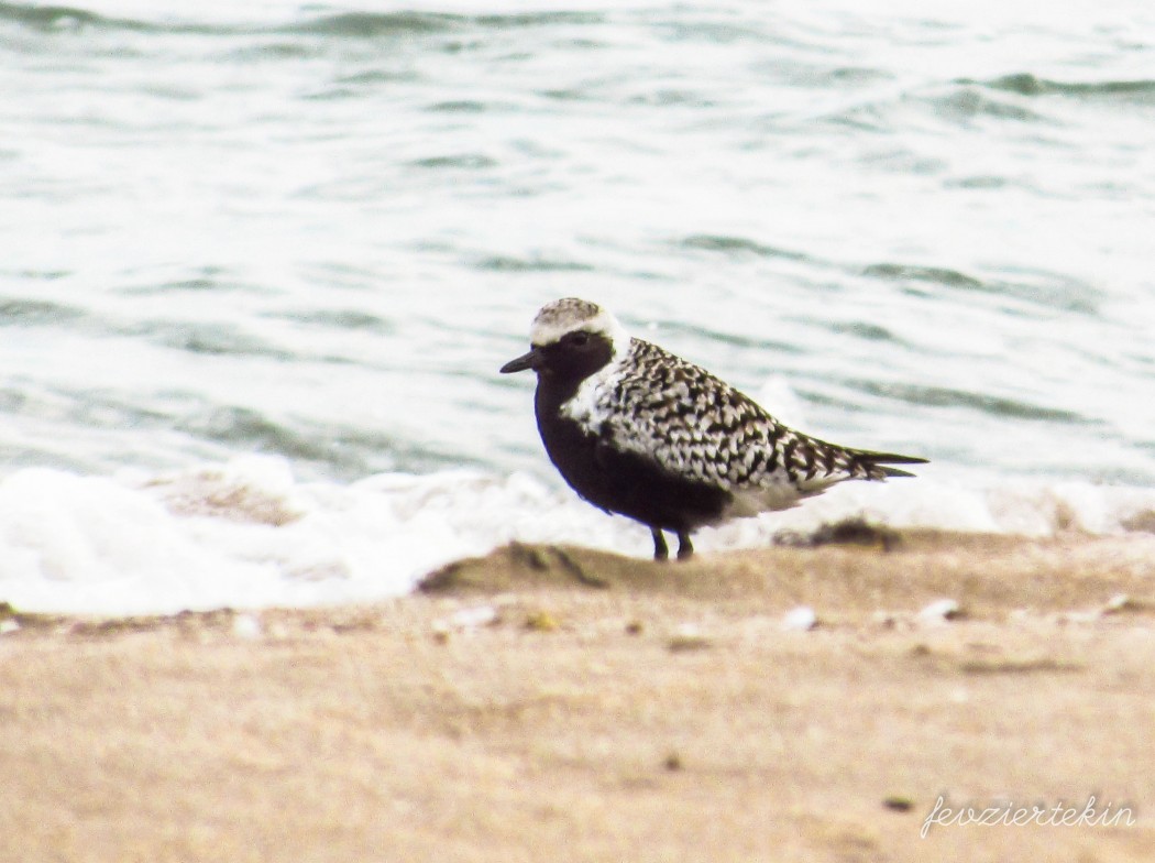Grey Plover