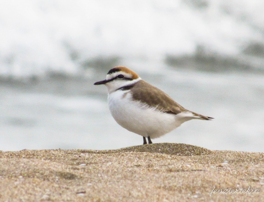 Kentish Plover