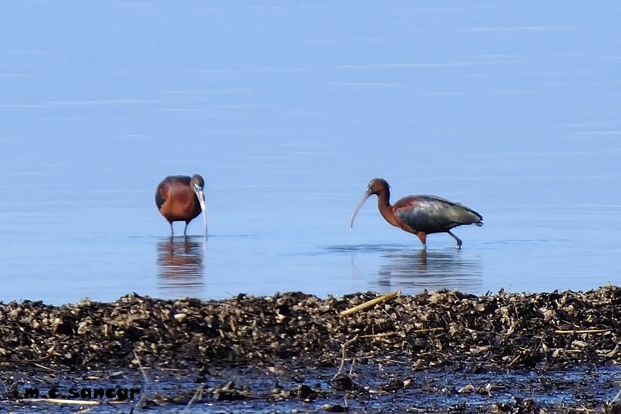Glossy Ibis