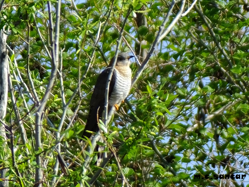Common Cuckoo