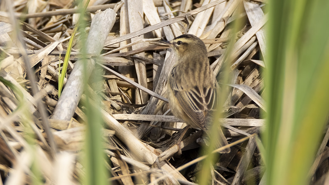 Sedge Warbler