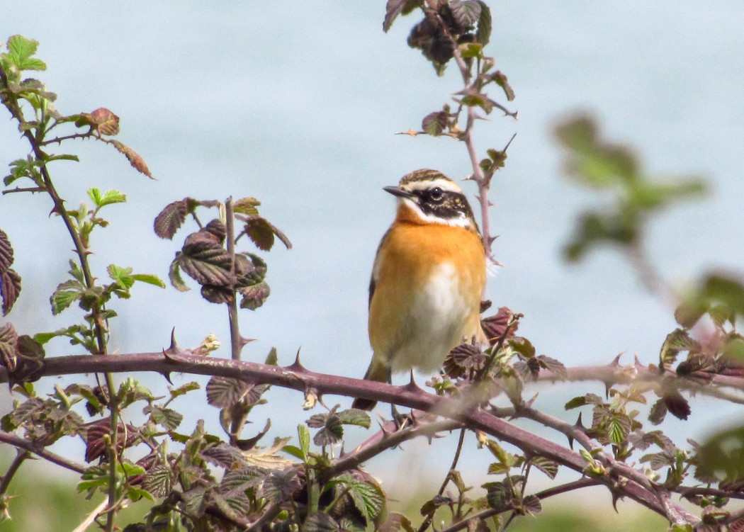 Whinchat