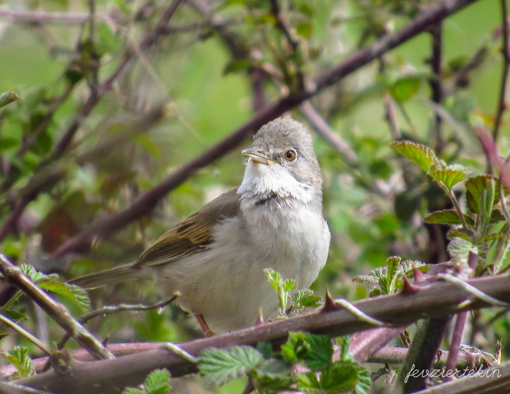 Common Whitethroat