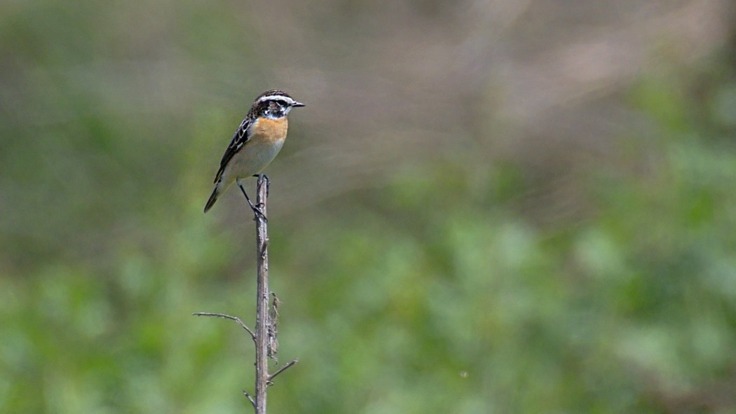 Whinchat