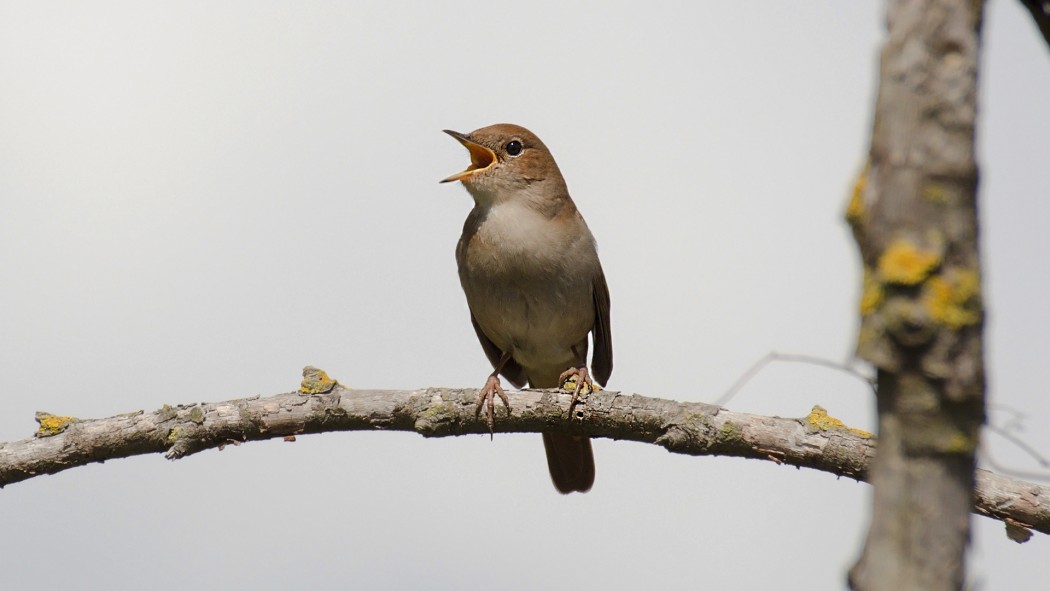 Common Nightingale