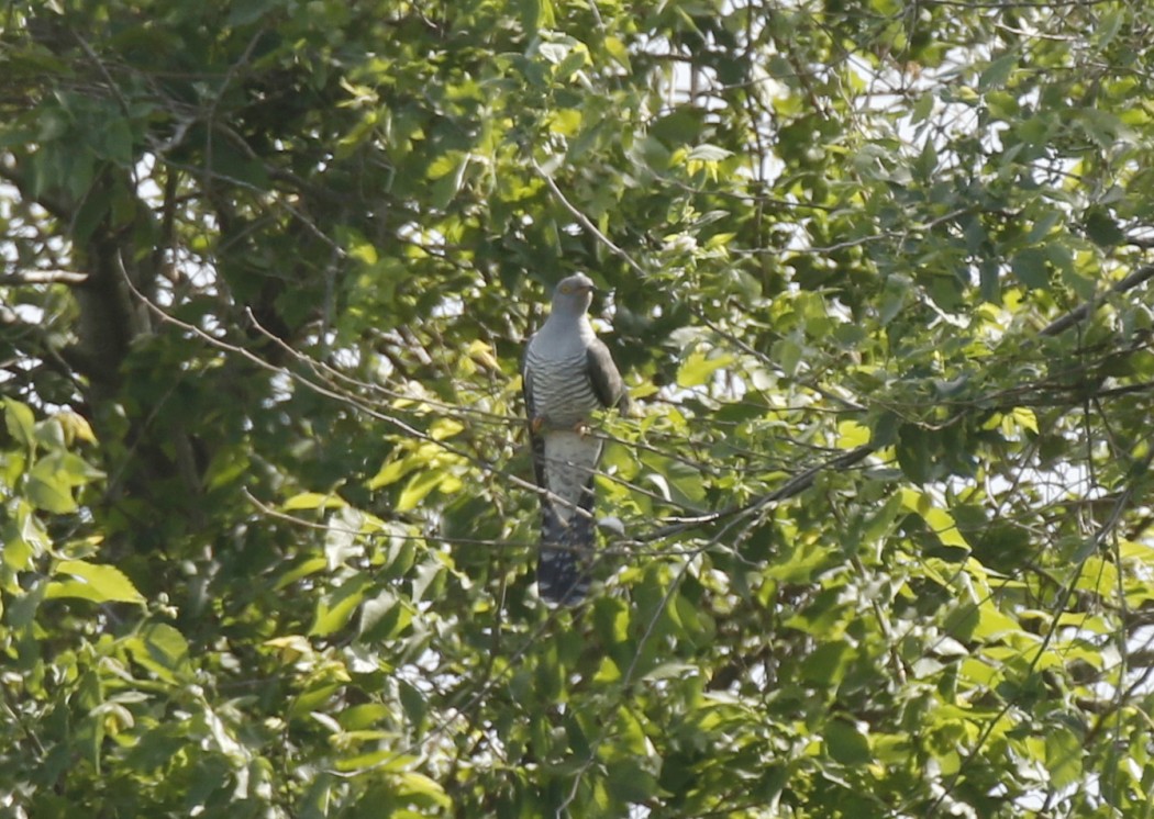 Common Cuckoo