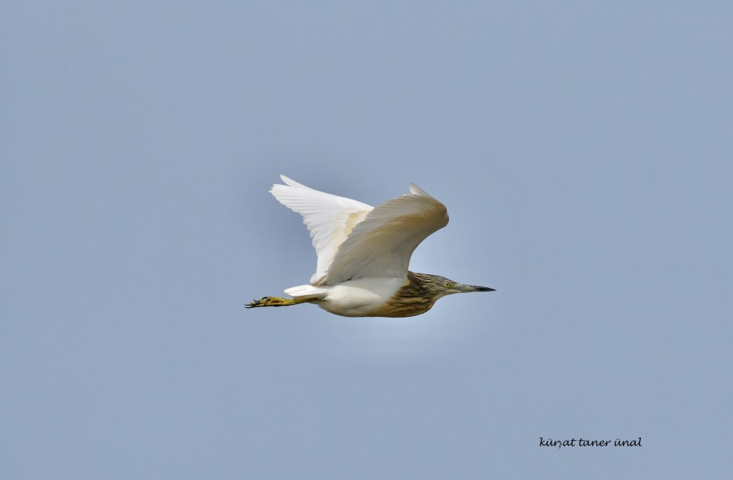 Squacco Heron