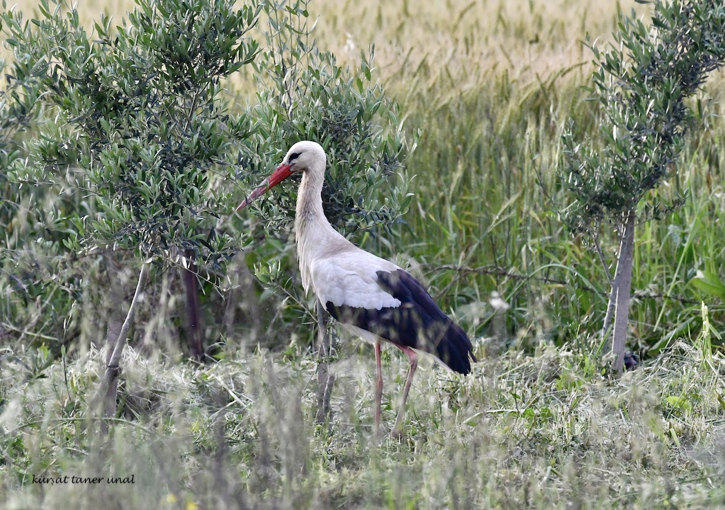 White Stork