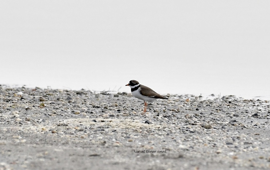 Common Ringed Plover